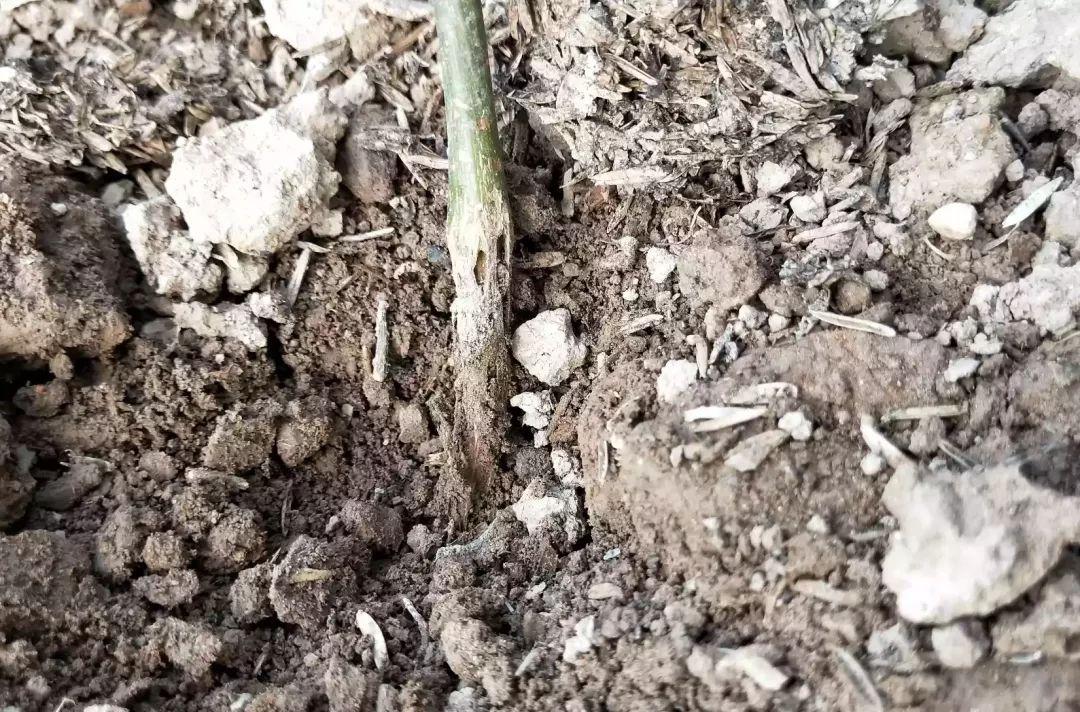 百香果基腐病喷多菌灵有效吗,台农百香果容易得茎基腐病吗