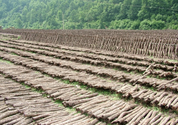 黑木耳露天种植是怎么回事,黑木耳不长是什么原因