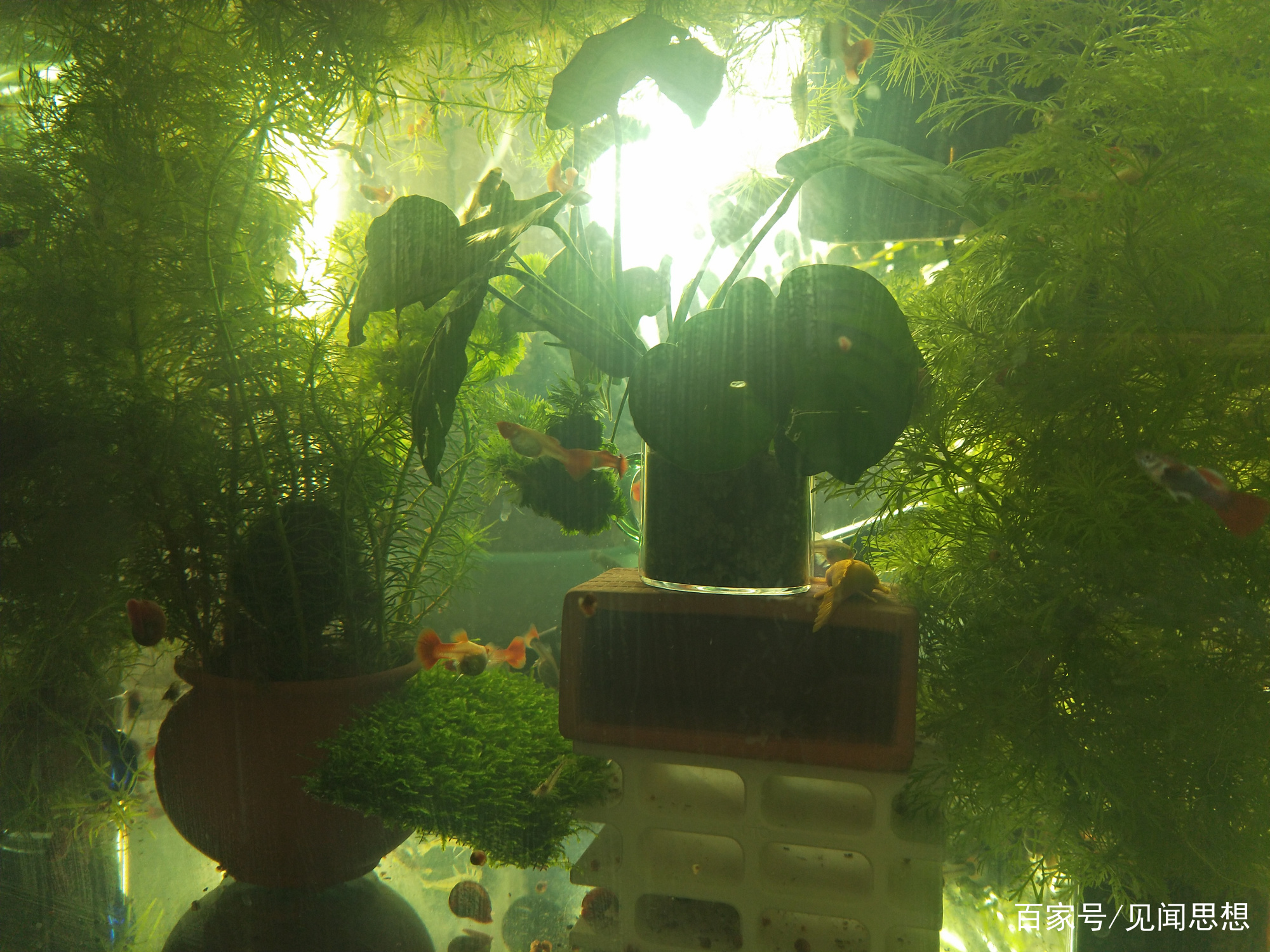 适合水草缸养的可以繁殖的观赏鱼,适合新手大鱼缸养的观赏鱼