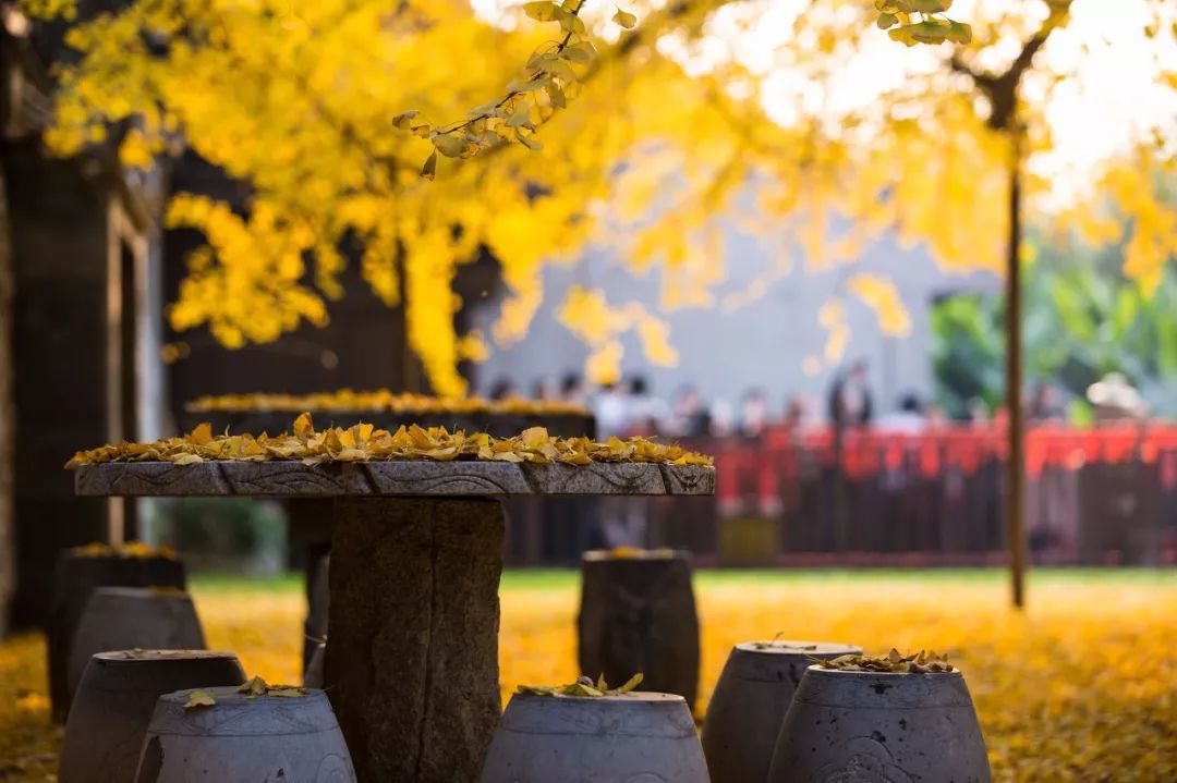 黄了！山东爆火的“银杏林”，千余亩的曼妙绝伦，只等你来！