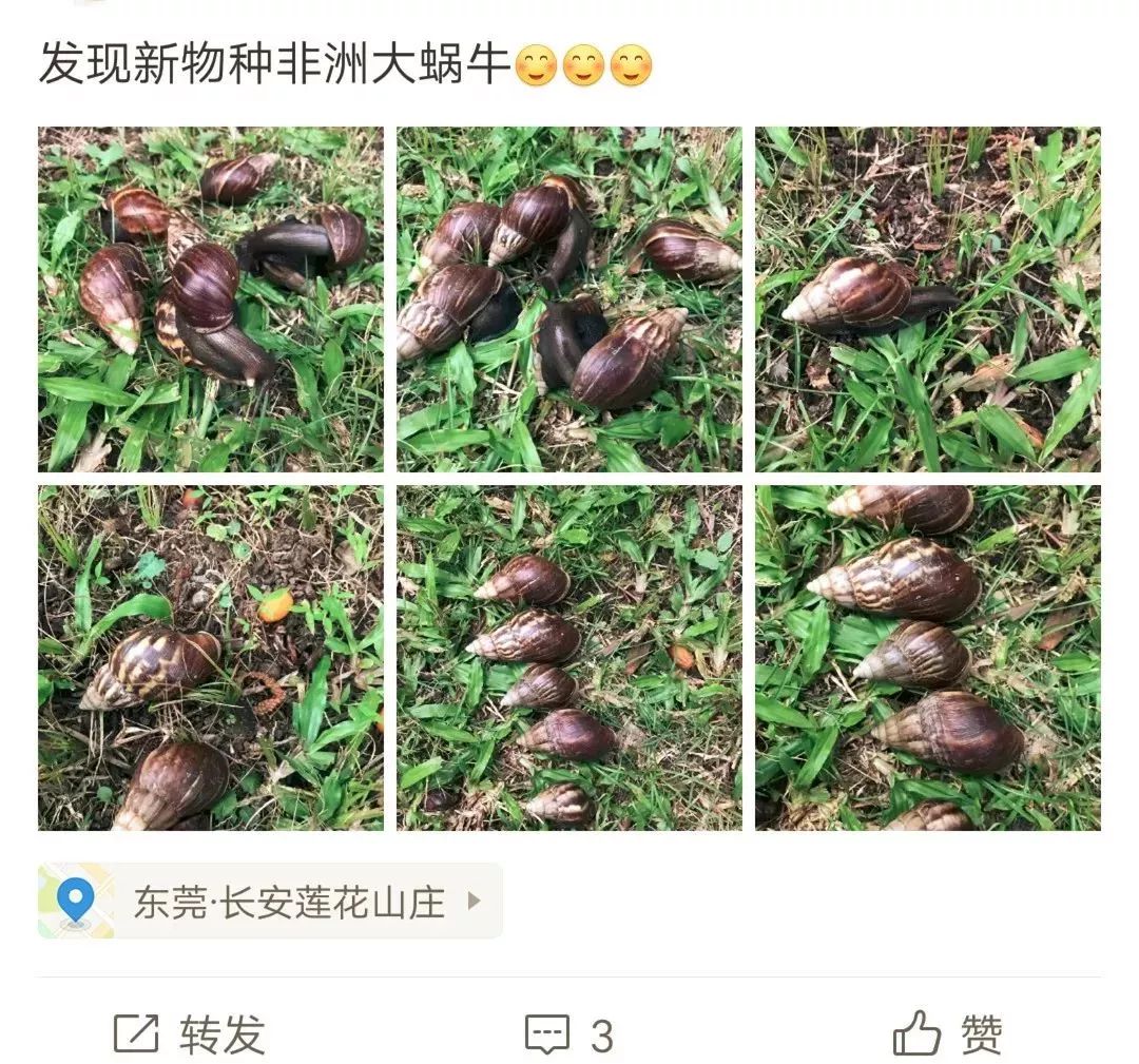 路边惊现非洲大蜗牛，别碰也别吃！已有人因抓它发高烧，还会传播结核病、脑膜炎