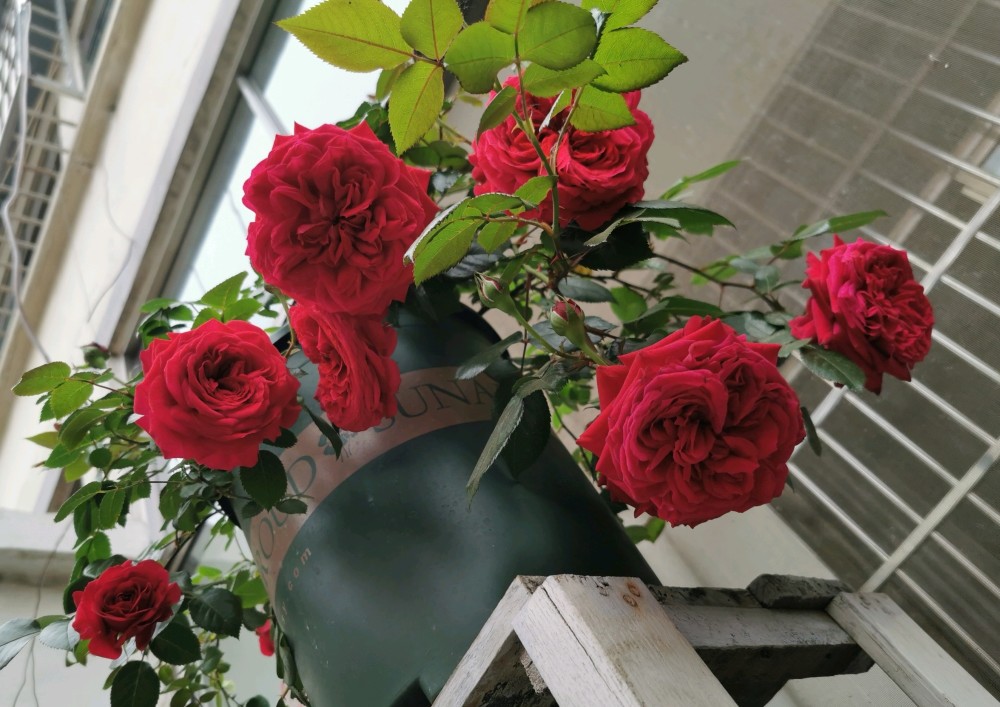 适合9月份养的绿植,四季最好养的10种花