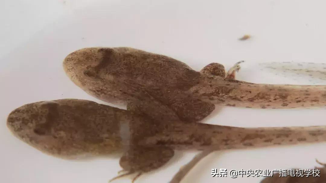 农广天地泰蛙养殖,农广天地稻田养蛙