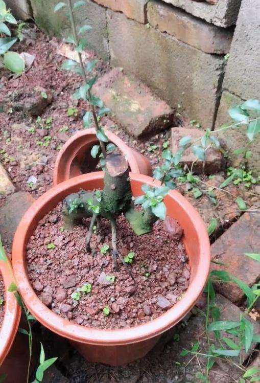 金弹子出芽后的养护,春天挂果金弹子多久修剪