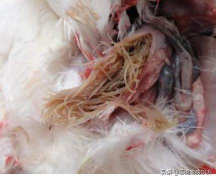 养鸽要注意哪些病,养鸽最怕什么事