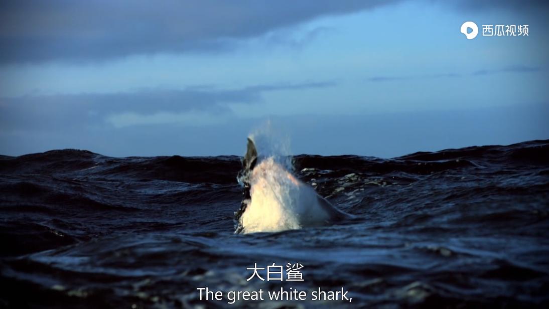 大白鲨是真正的海洋霸主吗,大白鲨演化史