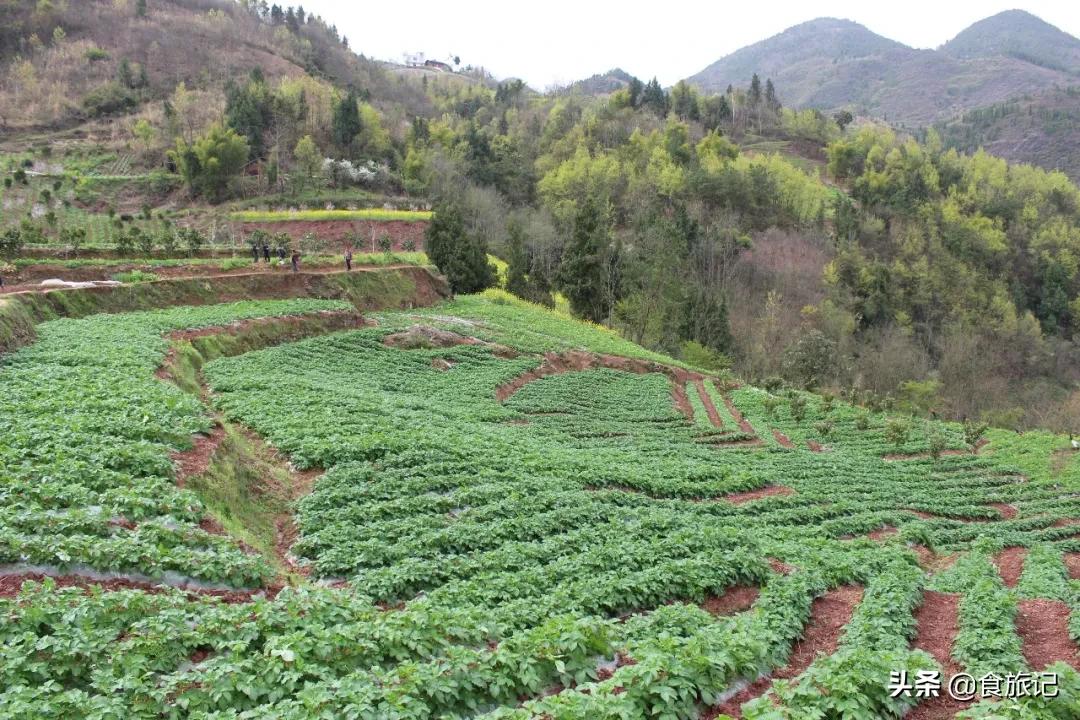 正宗恩施炕土豆摆摊,恩施炕土豆哪里卖的好吃