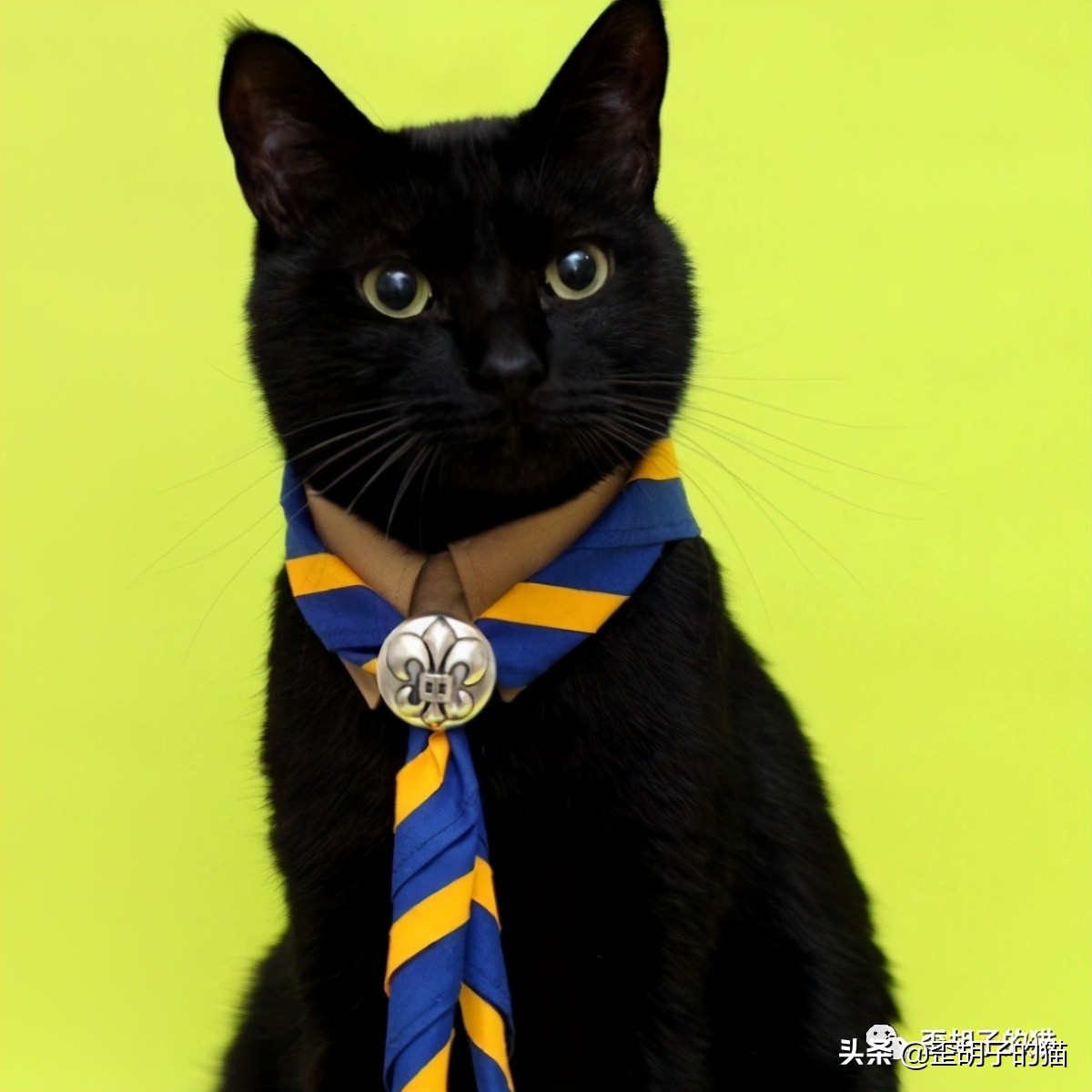 「歪胡子的猫」盘点中美日动漫中的猫咪现实中的样子