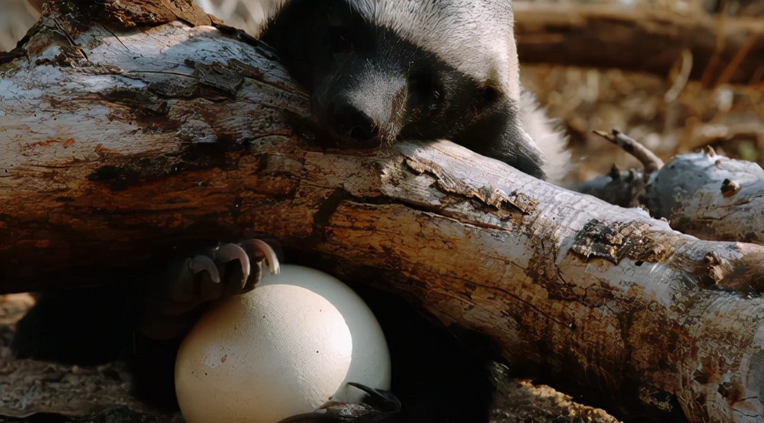 蜜獾吞食毒蛇视频,克星蜜獾专门咬很凶猛的毒蛇