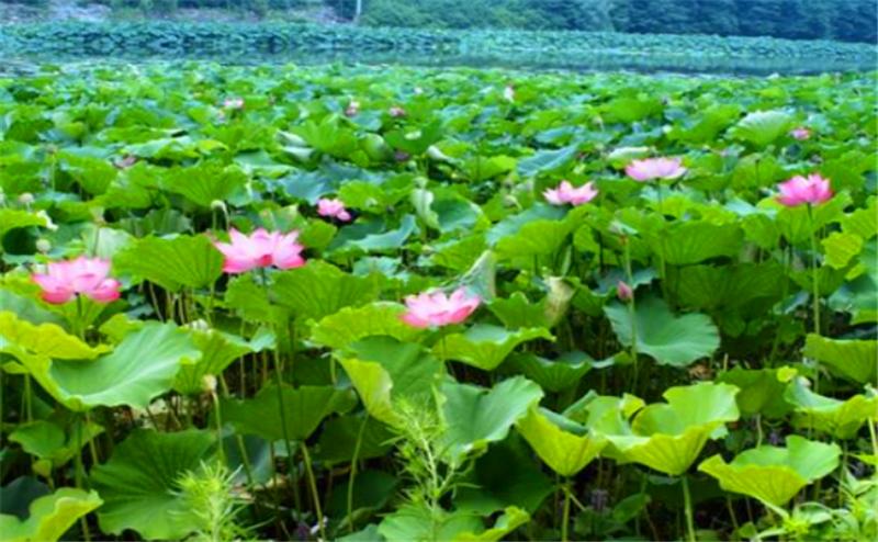 莲子高产栽培技术书籍,湘莲的莲子可以栽培吗