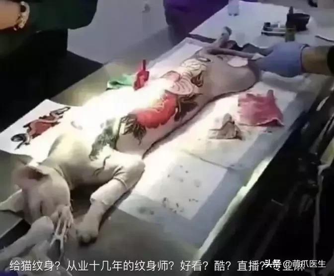 这猫睡姿也太销魂了,猫睡相