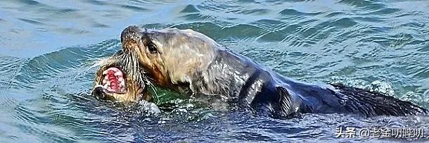 水獭与平头哥是同科吗,水獭动物界的平头哥