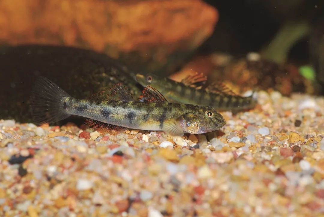 各种淡水鱼你认识吗,淡水鱼的种类你认识几种