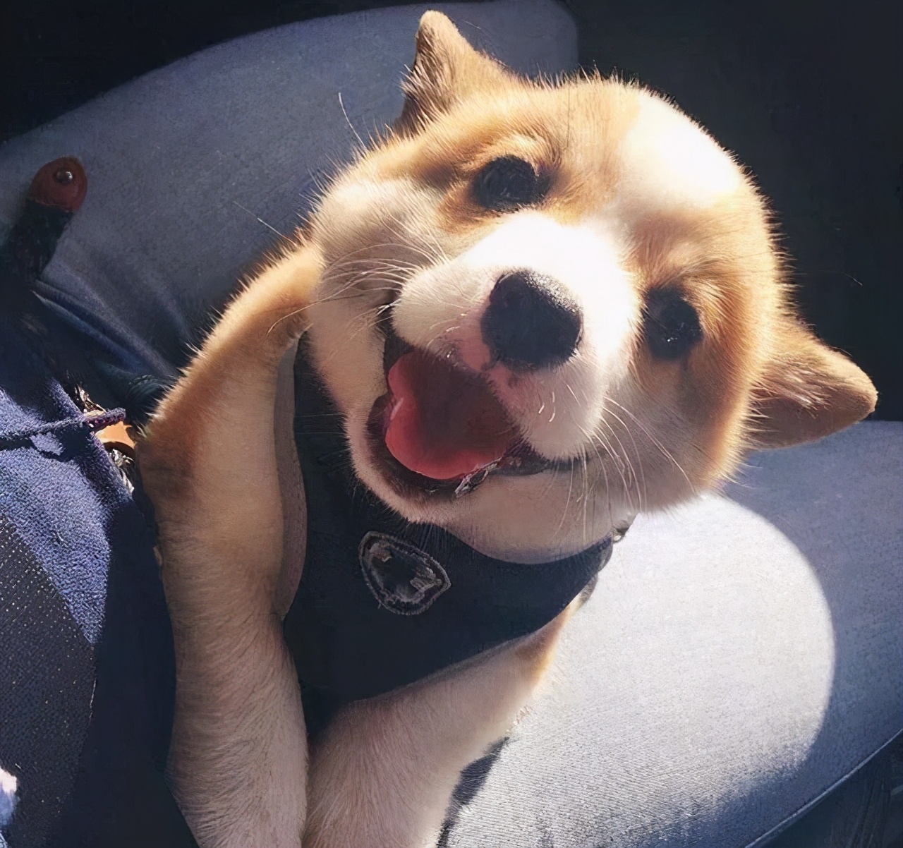 狗狗颜值排行榜你家狗子上榜了吗,狗界颜值排行萨摩耶