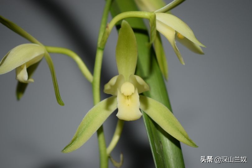 兰花带花芽翻盆后如何养不会消苞,兰花发花芽阶段怎样养护和管理