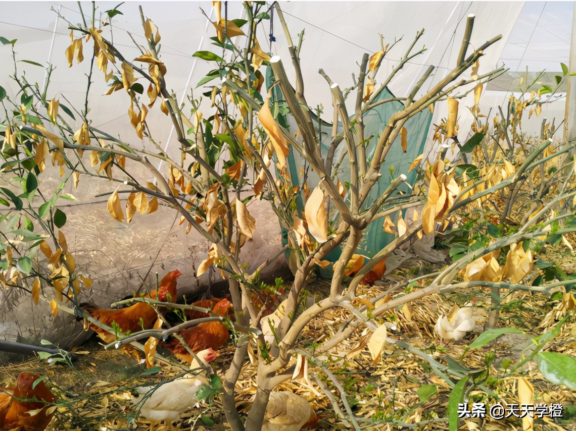 赣南脐橙怎么预防冻死,脐橙注意事项及禁忌