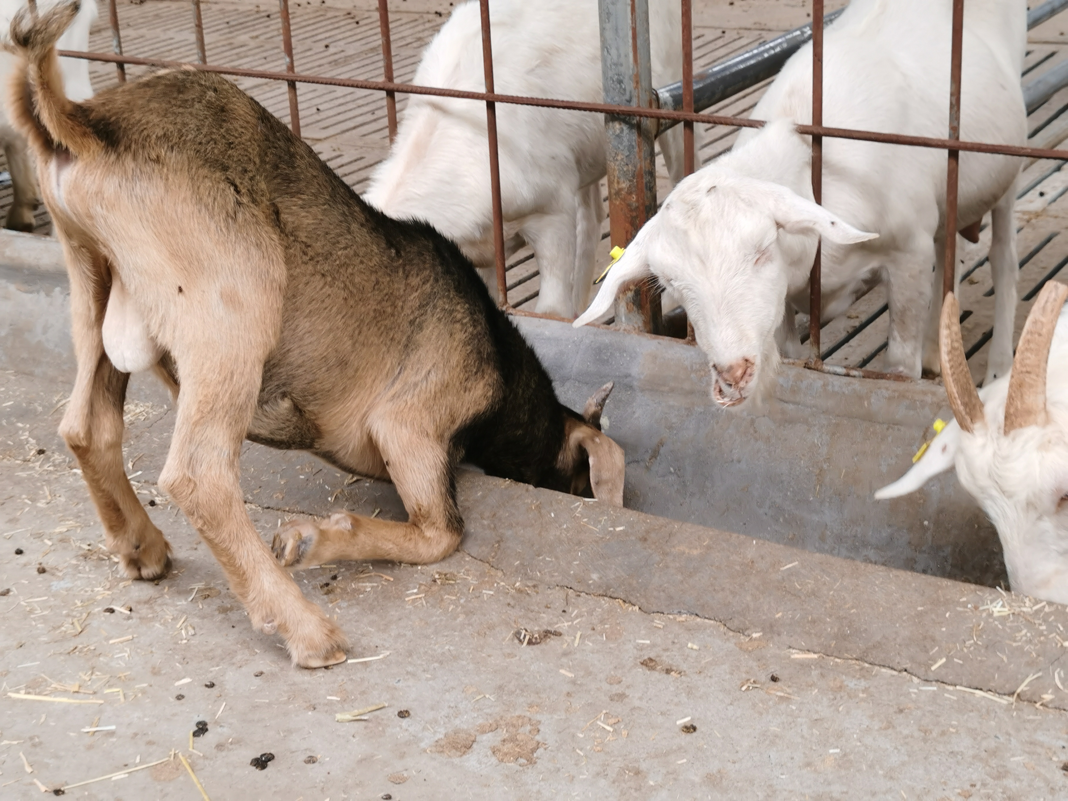 都说养牛赚钱难可到底难在哪里,养羊的利润与前景