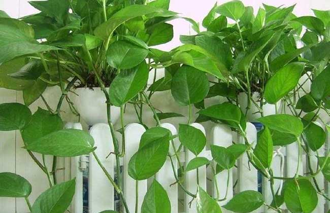 室内养绿萝最好的植物,室内适合养的18种植物绿萝