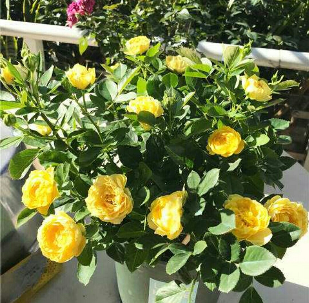 月季开完第一次花的养护与管理,藤本月季春天开花后怎么剪残花