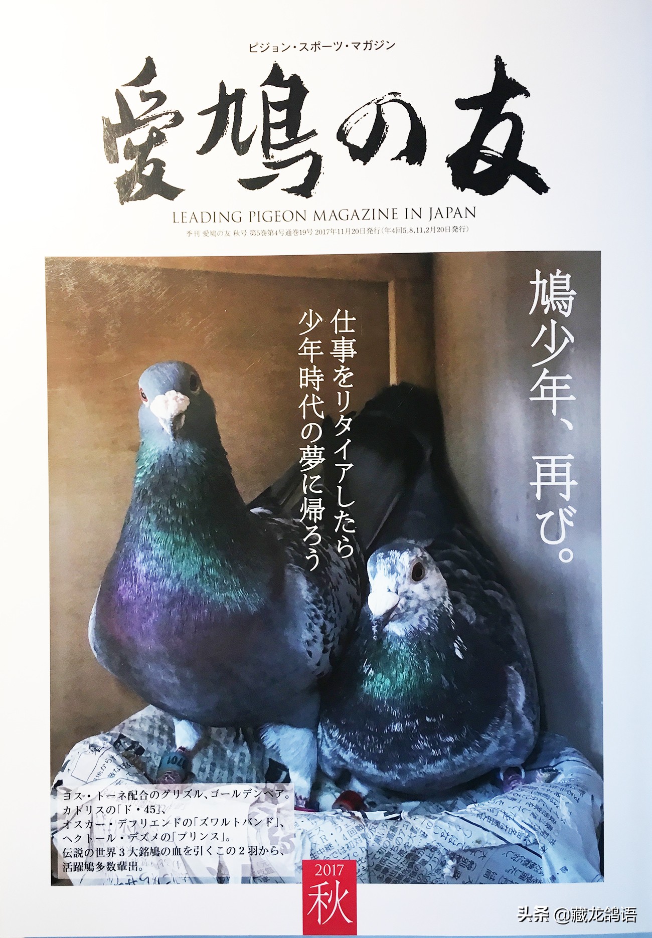 一份日本翔圣的赛鸽育种回忆录