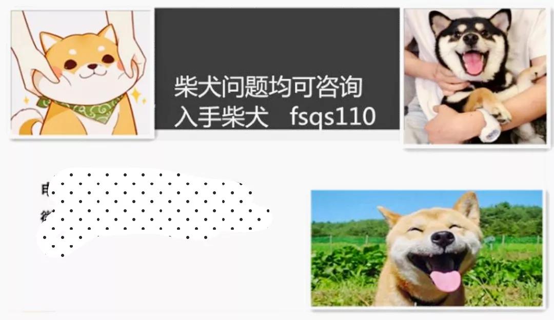 如何选择一只纯种的柴犬,如何选择一只正宗的柴犬