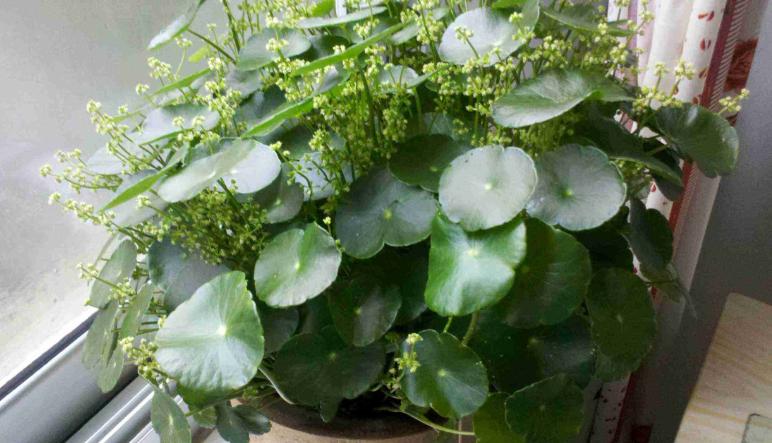 镜面草黄叶了该怎么办,镜面草叶子发黄打蔫怎么回事