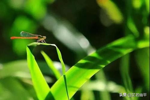 立夏|春红散尽,绿意盈然