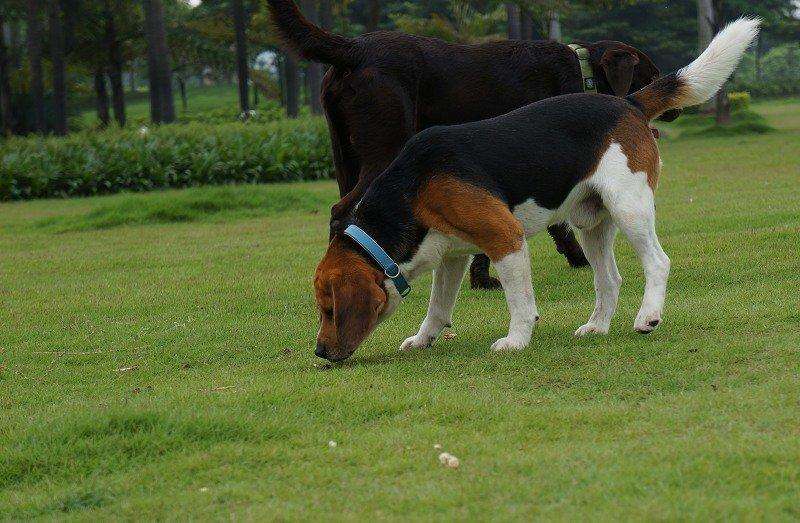 狗狗喜欢到处舔,不过舔这6个地方,可能是有话对你说