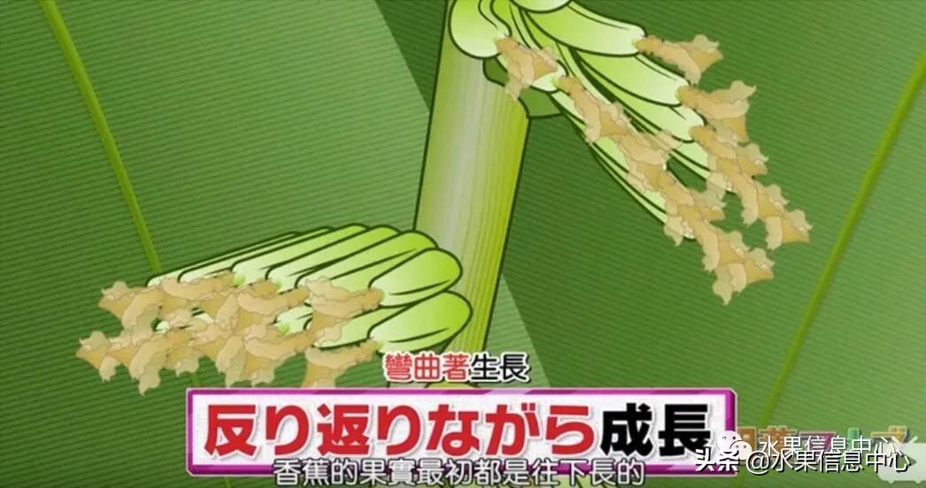 日本水果店怎么挑选,正宗日本水果店