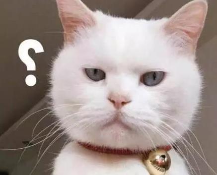 宠物尿尿在被子上怎么处理,宠物尿泡怎么办