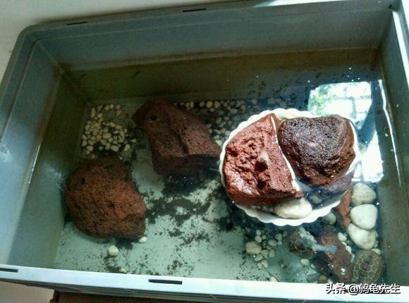 北方暖气房乌龟冬眠怎么养护,北方有暖气乌龟怎么养