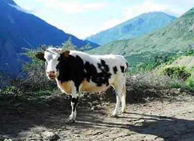 我们这一辈的知青歌曲完整版,教唱我们这一辈