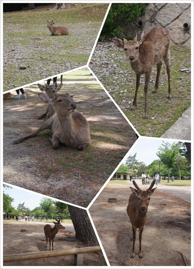 大阪蹦迪酒吧,京都大阪烧