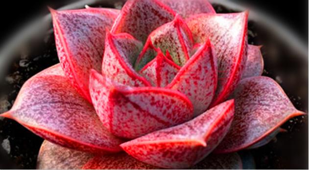 大和锦多肉耐冻吗,大和锦多肉好不好养