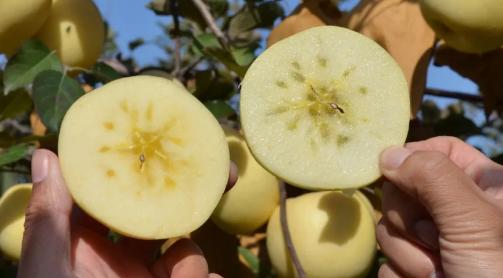 山东奶白桃,山东奶白脆苹果