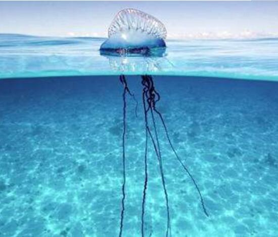 世界上最毒的水母蜇人,世界上十种最毒的水母