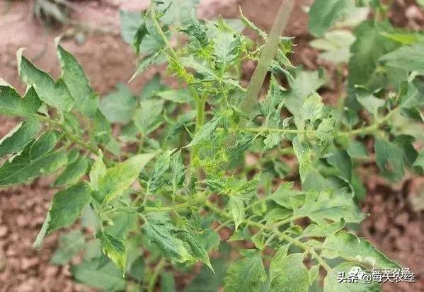 秋番茄病毒病爆发,钙防治番茄病毒病