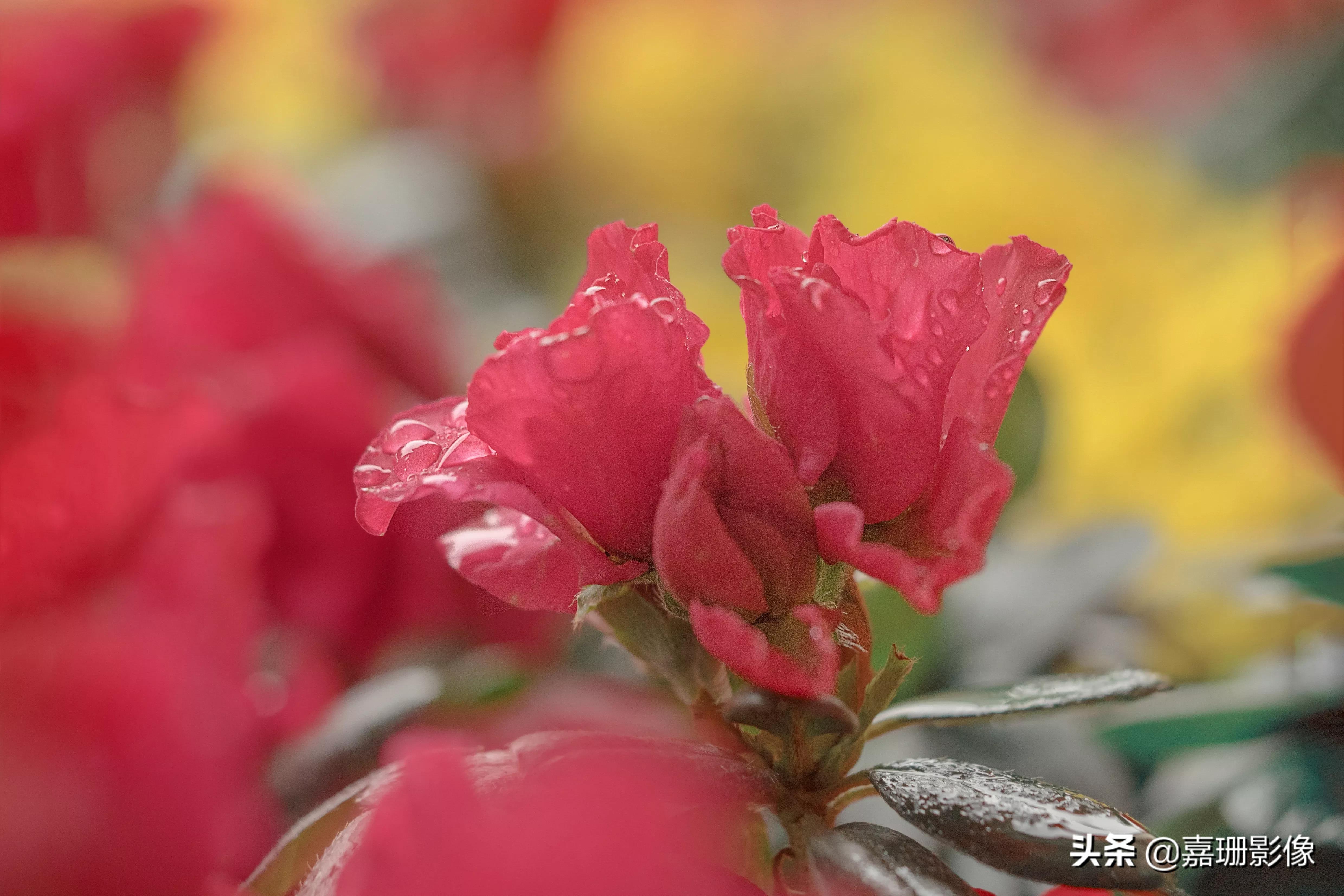 看看花容,听听花语2020年我镜头里的百种花卉