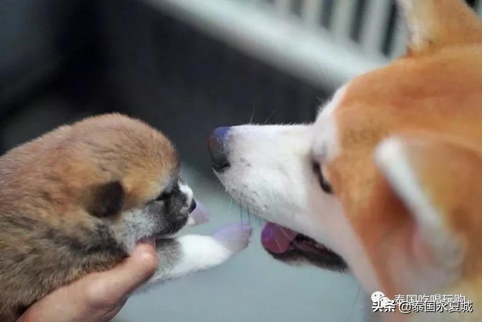 曼谷BigDogCafe|想把每一只狗狗偷偷打包带回家！