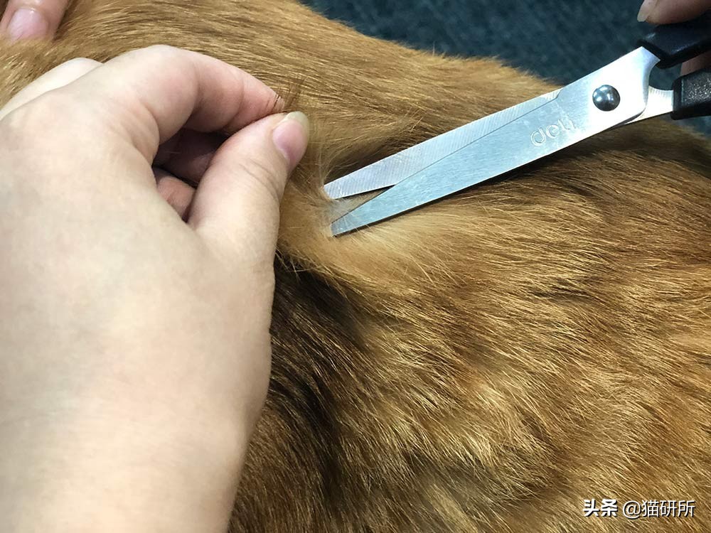 铲屎官得了猫癣怎么处理,铲屎官必知猫咪急救办法