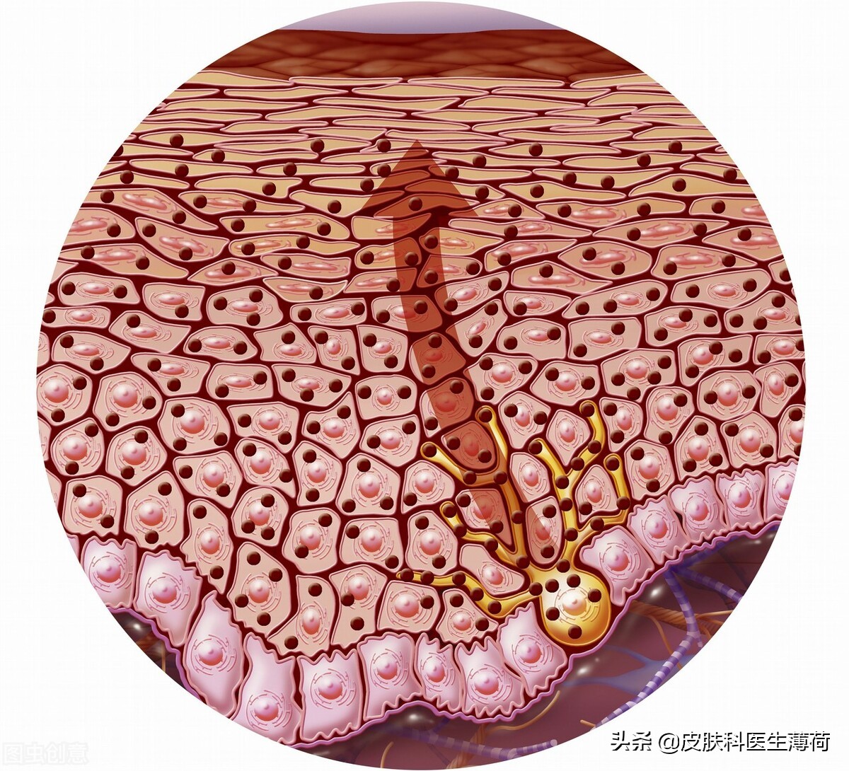 皮肤科医生教你如何处理痘印,医院的皮肤科主治痘痘痘印吗