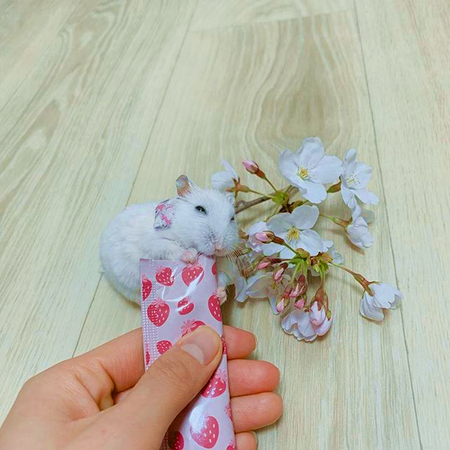 仓鼠亲近主人的征兆,仓鼠被主人舔了一口