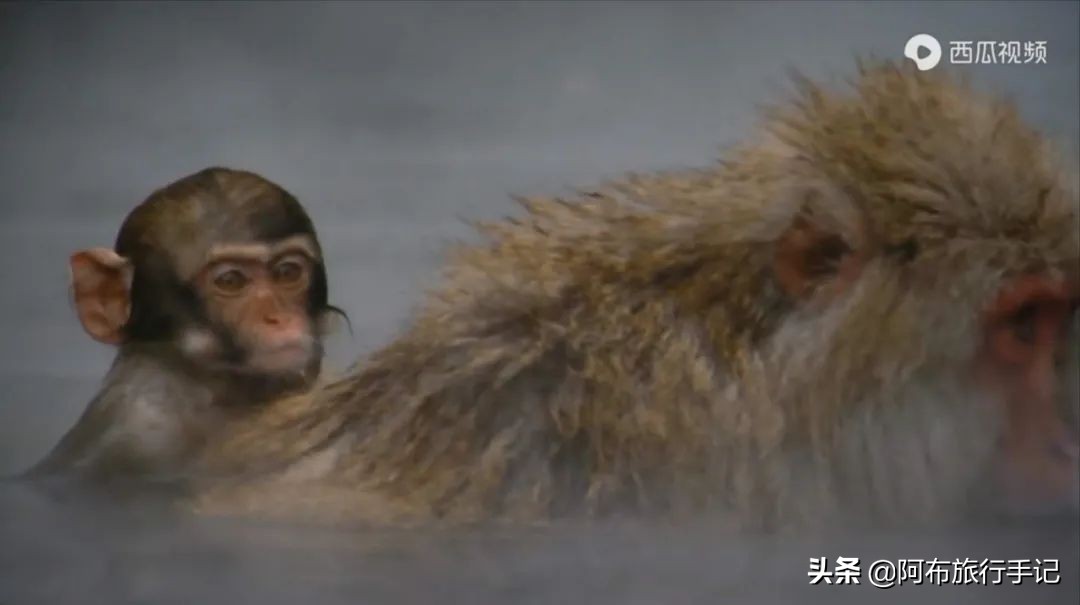 豆瓣9.1分，看过不足1500人，我却复盘了张日本最全野游图