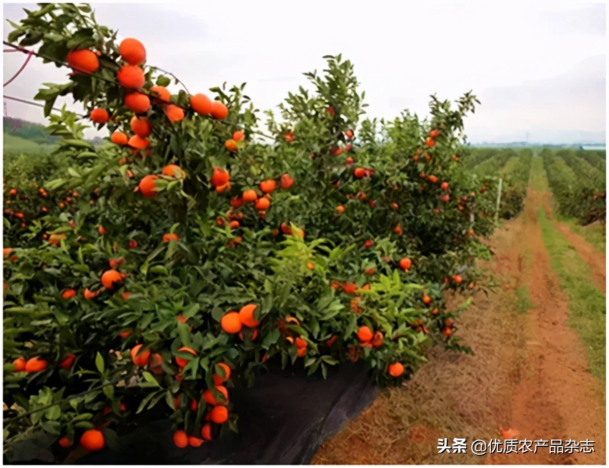 柑橘园水肥一体化,展示最新柑橘建园技术