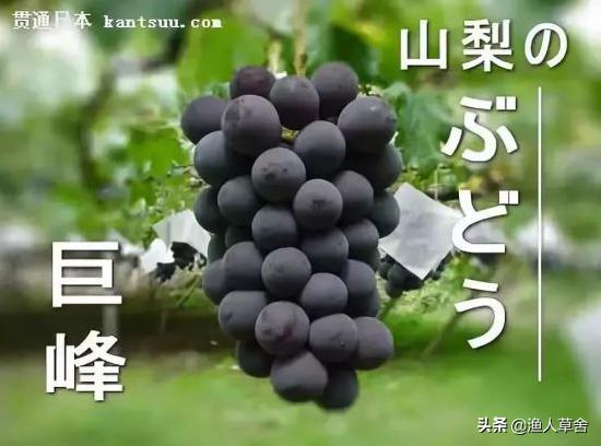 葡萄精细化管理,葡萄产业发展的问题及对策