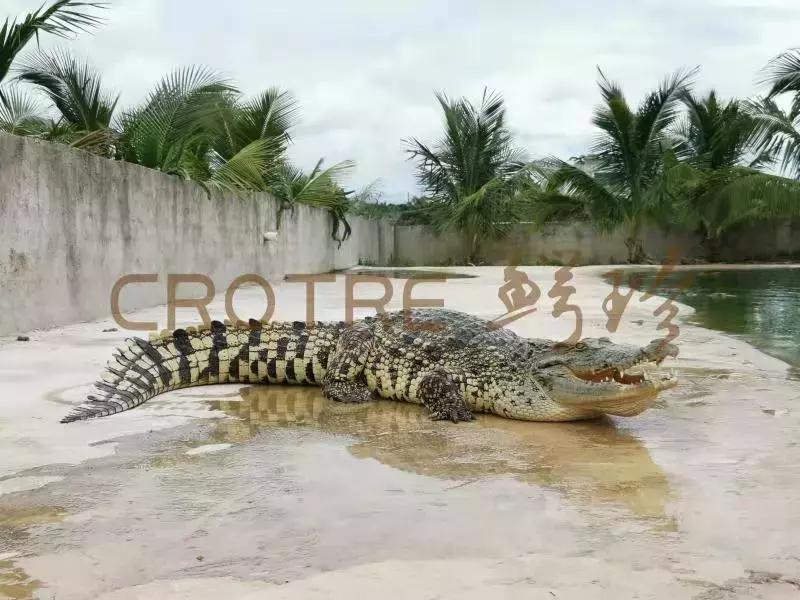 美国本土的“鳄了吗”：你敢买，却不一定敢吃