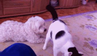 这么可爱的猫咪居然有脚臭,喵星人能有多调皮这些你应该知道