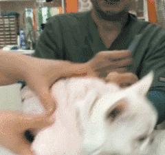 小奶狗生病了去打针,小奶狗被主人打会记仇吗