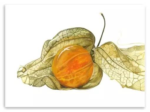 超写实绘画真实吗,超写实的植物绘画