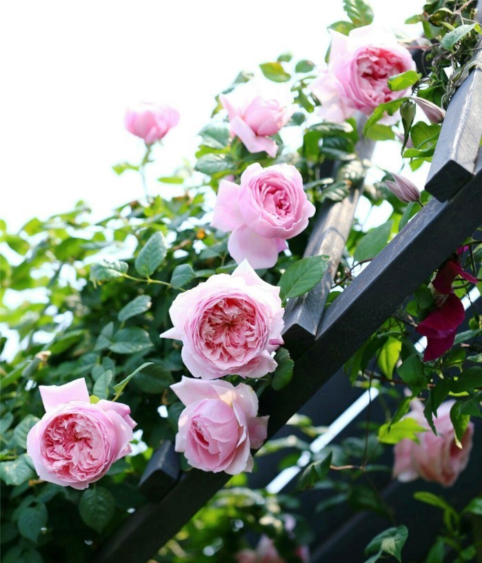 心灵鸡汤经典语录简短一句话,经典走心的心灵鸡汤语录句句精辟